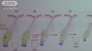薄毛に吉報　抜け毛予防のカギは“コラーゲン”(16/02/05)