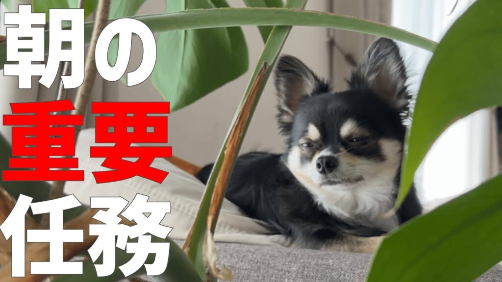 犬の抜け毛がひどいので朝一は床掃除が欠かせません。