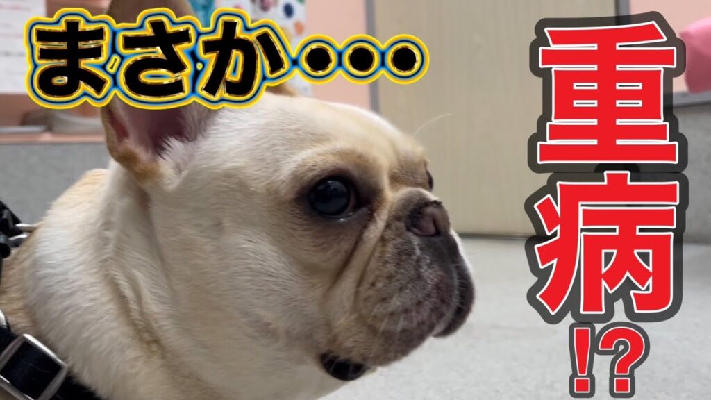 【おデブなフレブル】重病!?抜け毛がひどいので緊急で病院に行ってきた!