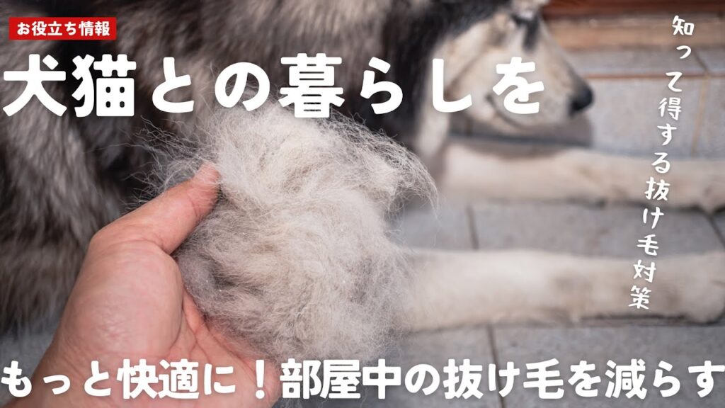 抜け毛対策の決定版！ゾログルーミングコームでペットケアがもっと楽しくなる方法【Alice's Dog & Cat】#ペットケア #犬好き #猫好き
