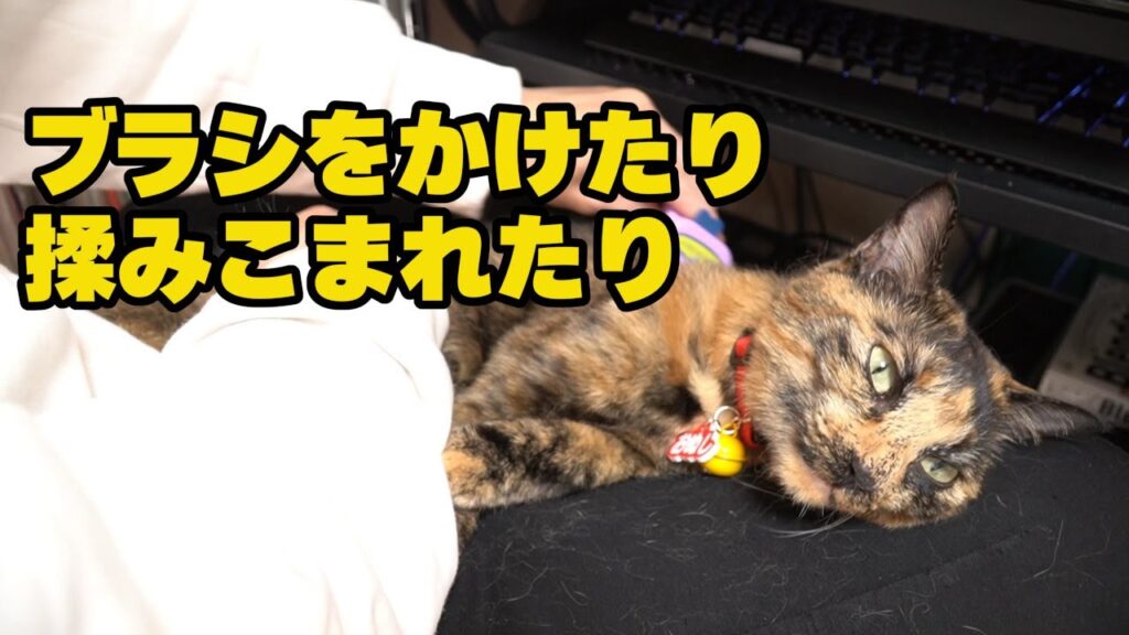 うちのねこ 換毛期のため抜け毛がひどいのでブラシをかけたり、揉みこんだりした動画